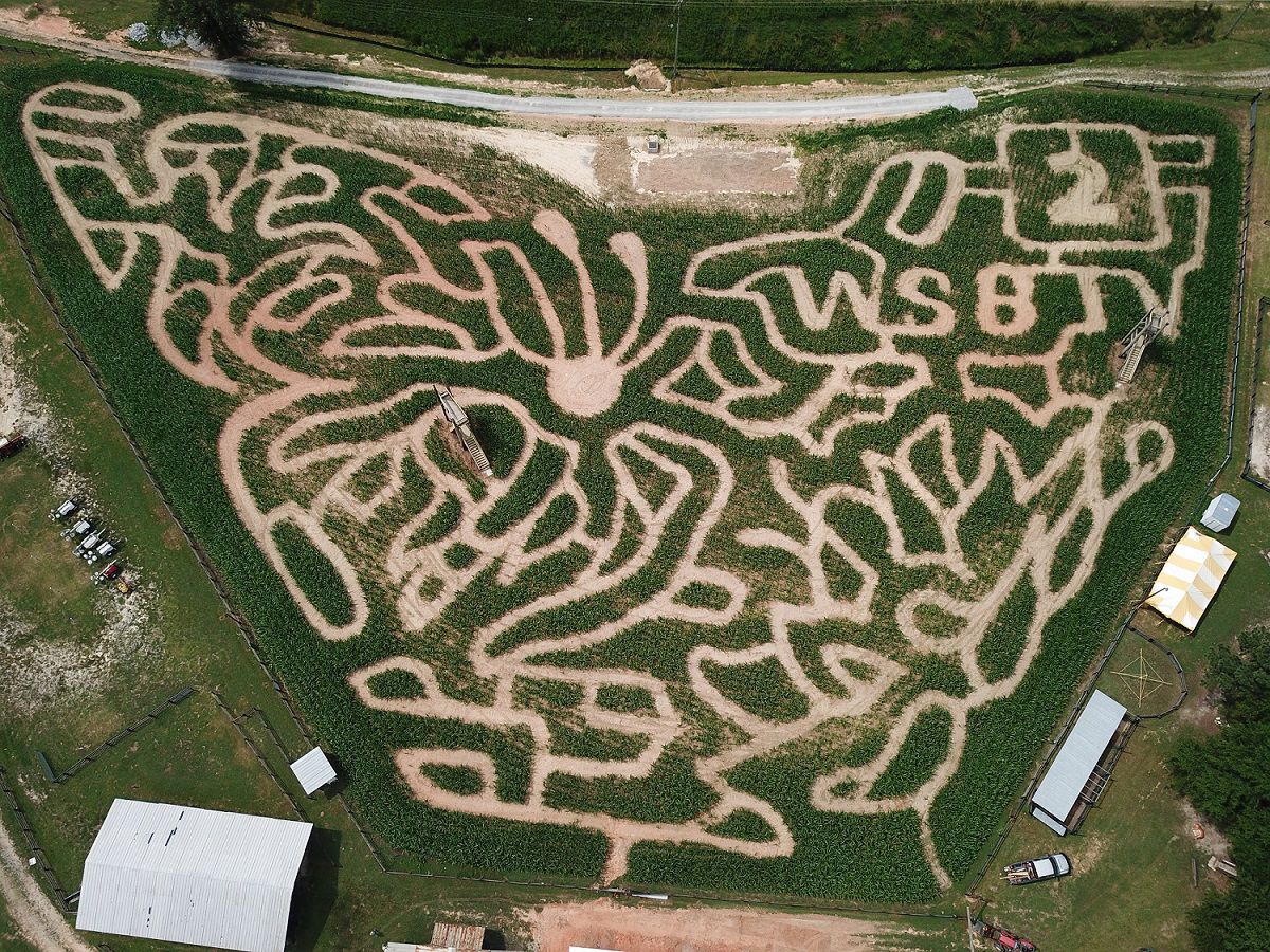 Buford Corn Maze (Closing weekend)
